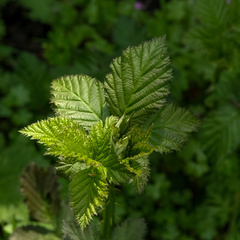Rubus ursinus macropetalus