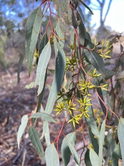 Eucalyptus wandoo