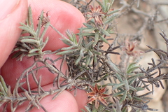Osteospermum scabrum
