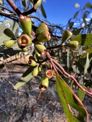 Eucalyptus wandoo