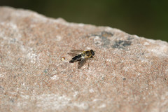 Helophilus eristaloidea