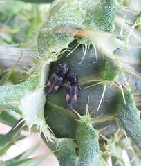 Cardiophorus biguttatus