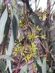 Eucalyptus wandoo