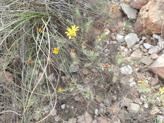 Osteospermum scabrum
