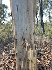 Eucalyptus wandoo