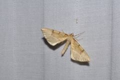 Gandaritis pyraliata