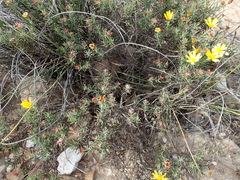 Osteospermum scabrum