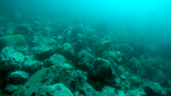 Rachycentron canadum