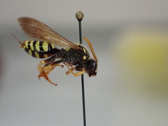 Nomada succincta