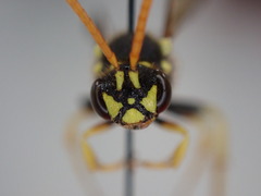 Nomada succincta