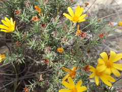 Osteospermum scabrum