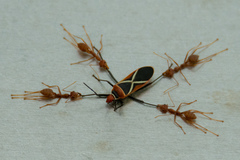 Dysdercus decussatus