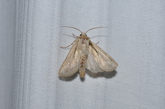 Leucania comma