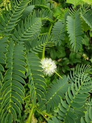 Enterolobium contortisiliquum