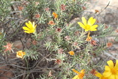 Osteospermum scabrum