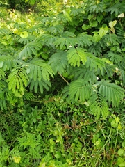 Enterolobium contortisiliquum