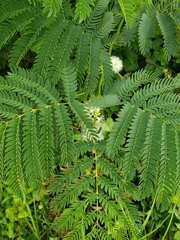 Enterolobium contortisiliquum