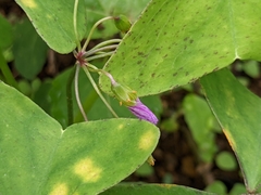 Puccinia oxalidis