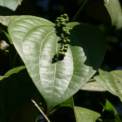 Piper nigrum
