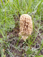 Morchella steppicola