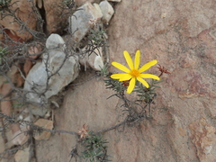 Osteospermum scabrum
