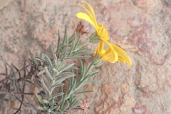 Osteospermum scabrum