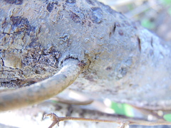 Crematogaster pilosa