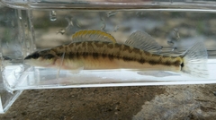 Percina phoxocephala