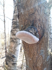 Phellinus