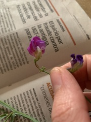 Lathyrus hirsutus