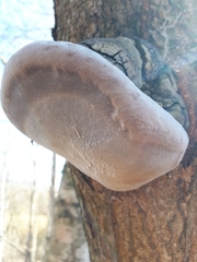 Phellinus