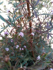Stevia trifida