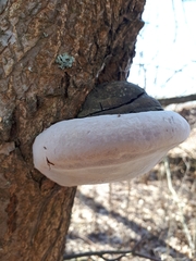 Phellinus