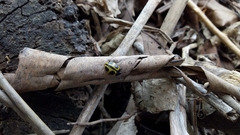 Aegithus quadrinotatus