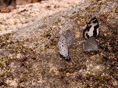 Celastrina lavendularis