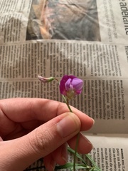 Lathyrus hirsutus
