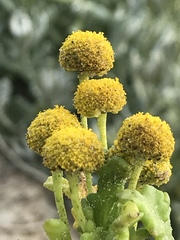 Oncosiphon sabulosus