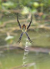 Argiope catenulata