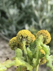 Oncosiphon sabulosus