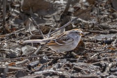 Spizelloides arborea