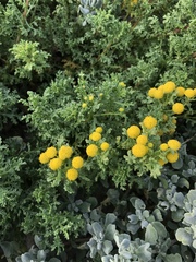 Oncosiphon sabulosus