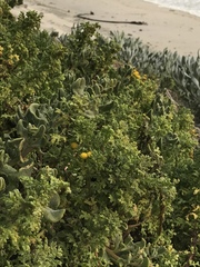 Oncosiphon sabulosus