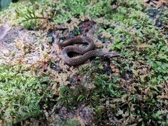 Macrocalamus chanardi