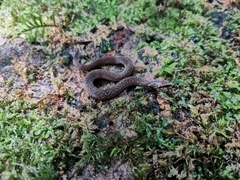 Macrocalamus chanardi