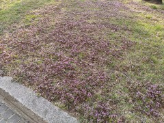 Lamium purpureum