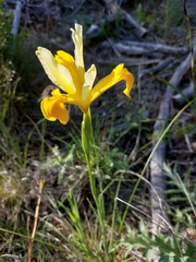 Iris xiphium lusitanica