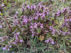 Lamium purpureum