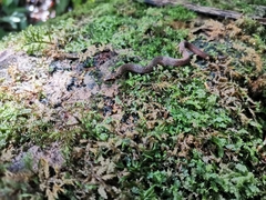 Macrocalamus chanardi