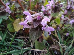 Lamium purpureum