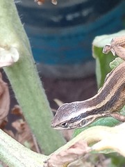 Liolaemus gravenhorstii